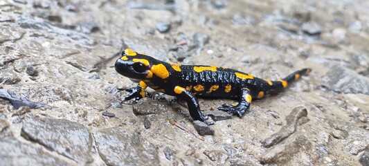 Slamandra plamista, Polska, Beskid Wyspowy, Mogielica, płaz
