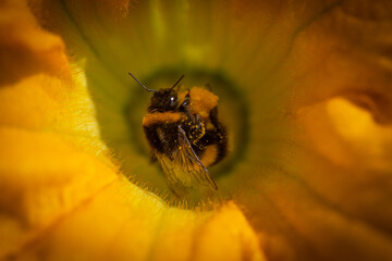 Macro Photo of a Bumble bee on a vegetable flower