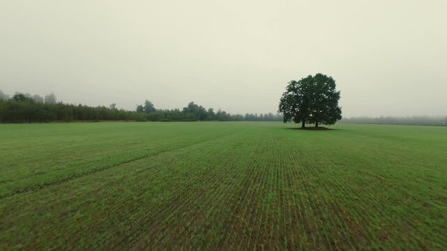 Solitary Tree in Expansive Green Field Drone view of lone tree standing tall in wide green field cloudy sky serene rural landscape features subtle rows of planted crops forested background