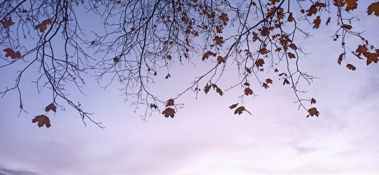 Autumn leaves gently sway against a colorful sky during evening twilight hours - Powered by Adobe