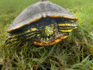 Obraz premium turtle on grass