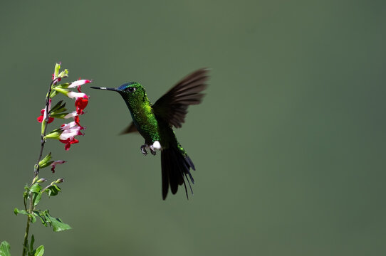 Puffleg Hummingbird in flight feeding on flower with motion in wings