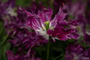 Obraz premium Gros plan sur une tulipe dans le Keukenhof à Amsterdam, Pays-Bas