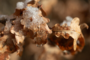 Close-up of dry oak leaves with snow on them in winter.
