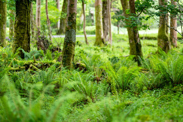 Fototapeta premium Massive pine trees with ivy growing on their trunks. Impressive green woodlands of Killarney National Park, Ireland