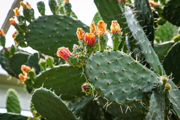 Closeup on a blossoming cactus with orange flowers