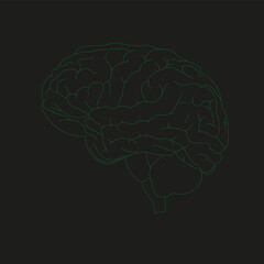 Human brain vector hand drawn. Vector anatomical illustration of human brain green on black background