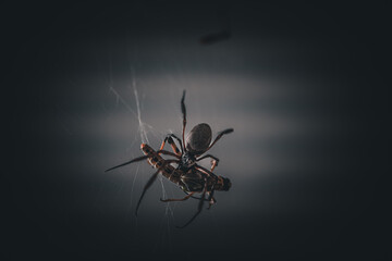 Orb-weaver spider devouring its prey