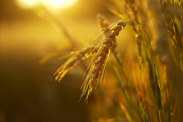 Fototapeta premium Golden wheat glows in the soft light of a setting sun. Concept of agriculture and harvest. For nature photography.