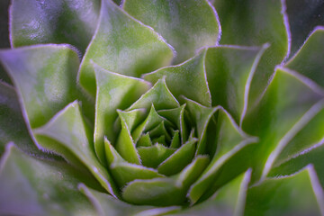 Succulent plant cactus. Vibrant green sempervivum tectorum, common name common houseleek. Fractal succulent plant leaves bloom. Symmetrical rosette pattern and smooth textured, background, close up