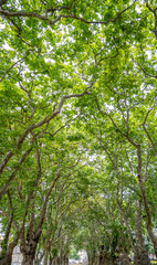 A natural tunnel of green, leafy trees
