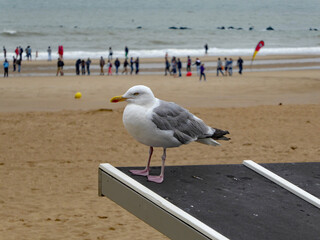 a beautiful and majestic great black-backed gull at the beach in the Belgian town Ostend or Oostende by the North Sea, Belgium