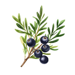 Crowberry Plant with Fruit | Subtle Watercolor Botanical Representation.  
