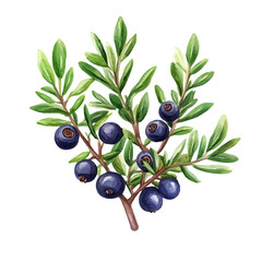 Crowberry Plant with Fruit | Subtle Watercolor Botanical Representation.  

