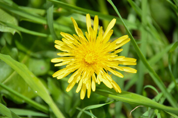 Diente de león close up
