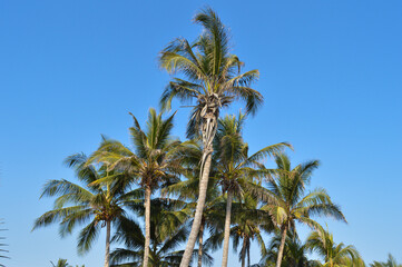 Arboles palmeras playa 