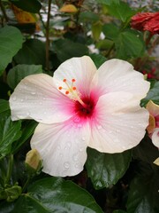 Hibiskus Blüte © Henrik