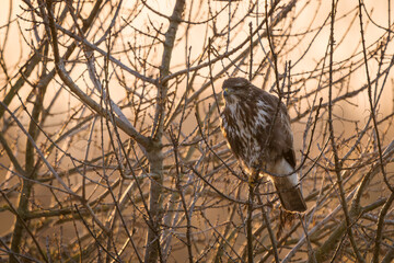 bird of prey common buzzard on a tree
