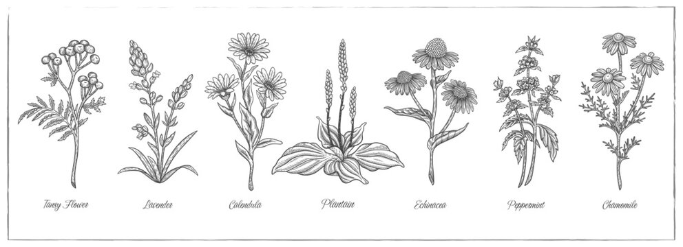 Lavender flowers, Tansy flower, Arnica, Calendula flower, Chamomile, Echinacea, Peppermint, Plantain.Graphic drawing, engraving, etching technique. Medicinal herb. Line art, sketch style. Vector hand 