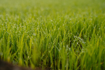 Fototapeta premium green grass with dew drops. 