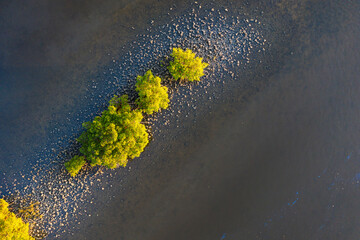 Top down view of Red Mangroves,  growing in an oyster bed, Florida.