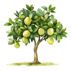 Desert Lime Tree with Fruit | Vibrant Watercolor Botanical Artwork.  
