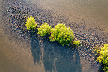 Top down view of Red Mangroves,  growing in an oyster bed, Florida.