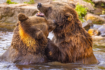 two Wild brown bear ,ursus arctos playing