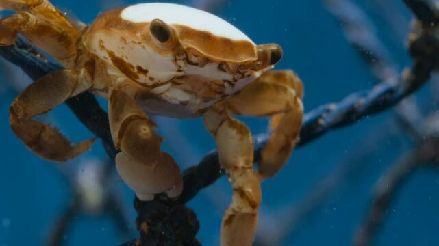 A turtle is moving in the sea, and a crab is on the turtle's shell looking for a mate.