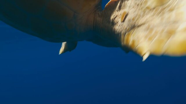 A turtle is moving in the sea, and a crab is on the turtle's shell looking for a mate.