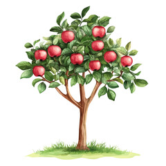 Emu Apple Tree with Fruit – Stunning Watercolor Vector Illustration, Unique Australian Tree Design, Nature-Inspired Artwork, Fresh Emu Apple Tree with Fruit Vector.  
