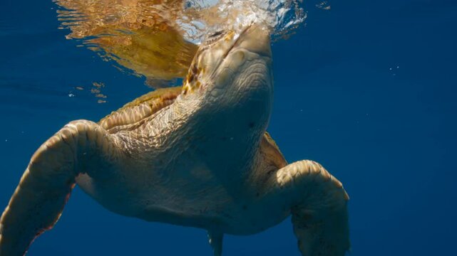 A turtle is moving in the sea, and a crab is on the turtle's shell looking for a mate.