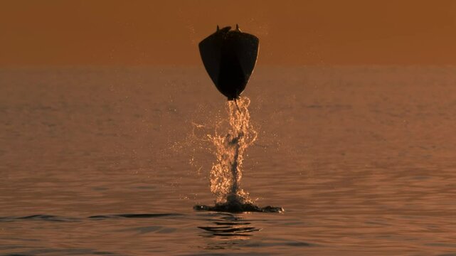 The killer whale is looking for mobula hunting