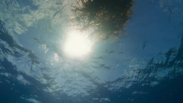 Ocean plants are a place for fish to spawn