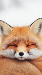 foxes, cuddling, with, winter, landscape, copy, space.