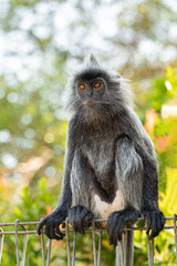 Closeup portrait of Tufted gray langur Semnopithecus priam