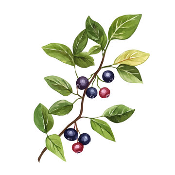 Farkleberry Plant with Fruit &ndash; Delicate Watercolor Vector Illustration, Berry Plant Design, Nature-Inspired Artwork, Fresh Farkleberry Plant with Fruit Vector.  
