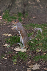 squirrel in the park