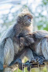 Fototapeta premium Closeup portrait of Tufted gray langur Semnopithecus priam