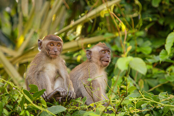 Closeup portrait of Tufted gray langur Semnopithecus priam