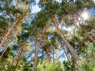 Green pine forest background in sunny day