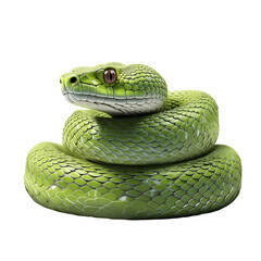 Snake Isolated On White Background	