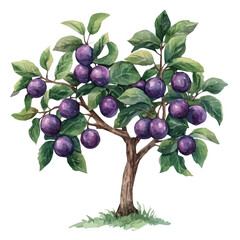 Governors Plum Tree with Fruit – Watercolor Illustration, Botanical Art, Tropical Fruit Painting, Garden-Inspired Artwork, Nature Wall Decor
