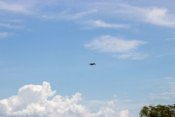 Martín pescador atravesando el cielo