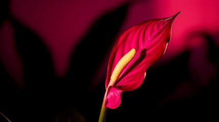 anthurium flower