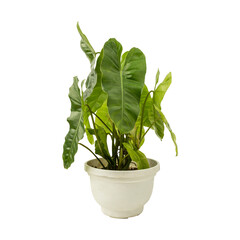 Philodendron plant in white pot isolated on transparent background