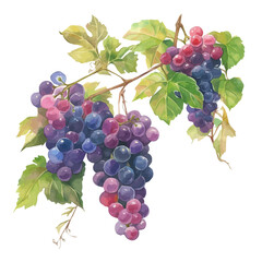 Grape Vine with Fruit – Watercolor Illustration, Vineyard Art, Botanical Garden Design, Fresh Grape Painting, Nature-Inspired Artwork
