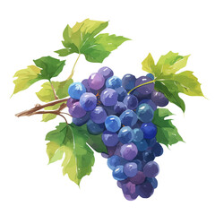 Fototapeta premium Grape Vine with Fruit – Watercolor Illustration, Vineyard Art, Botanical Garden Design, Fresh Grape Painting, Nature-Inspired Artwork 