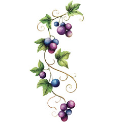 Grape Vine with Fruit – Watercolor Illustration, Vineyard Art, Botanical Garden Design, Fresh Grape Painting, Nature-Inspired Artwork
