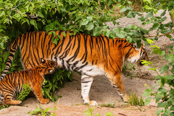 Sumatran tiger family with two little cubs